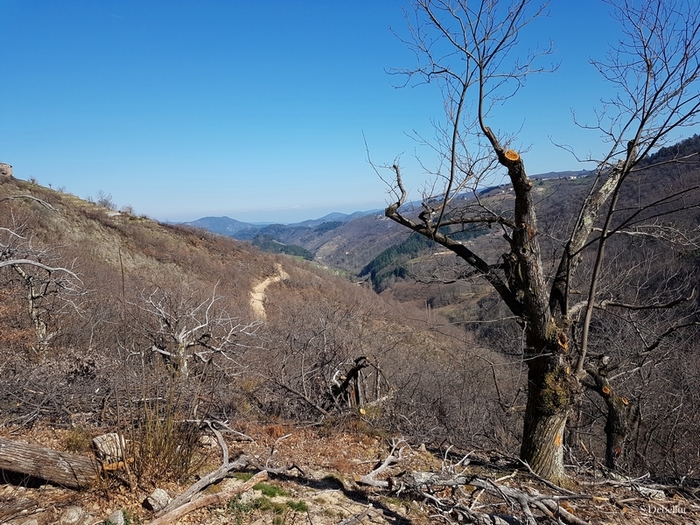 Reconquête de la châtaigneraie