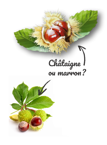 Châtaignes ou marrons ?