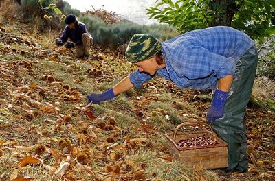 Saisonniers pour la récolte des châtaignes