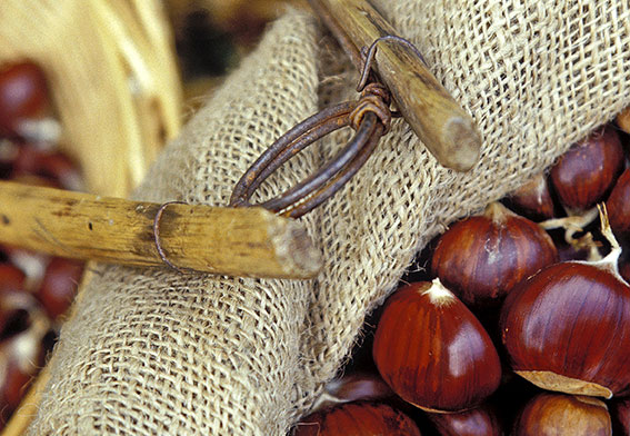 Assurer la pérennité de la castanéiculture en Ardèche