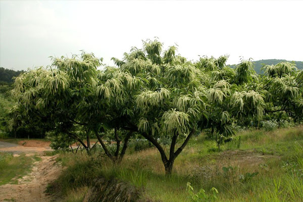 Castanea Crenata