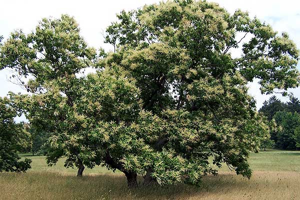 Castanea Dentata