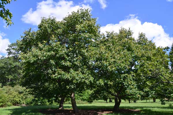 Castanea Mollissima