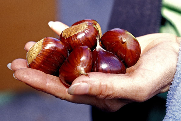 Comment choisir les châtaignes ?