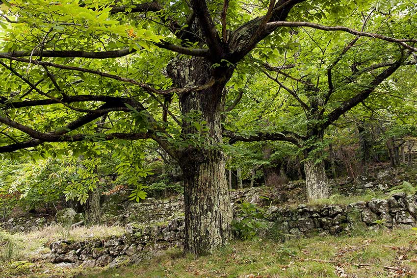 La culture du châtaignier