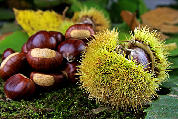 Le marché du fruit évolue